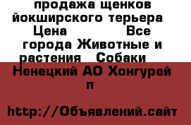 продажа щенков йокширского терьера › Цена ­ 25 000 - Все города Животные и растения » Собаки   . Ненецкий АО,Хонгурей п.